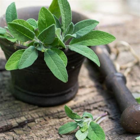 Semillas De Salvia Officinalis