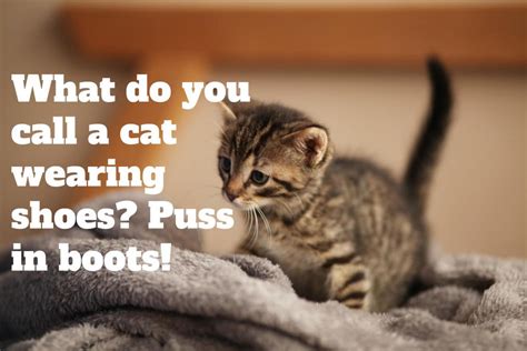 stupid cat puns of the funniest cat jokes and memes what could hot sex picture