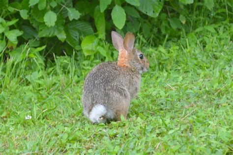 Rabbit Tail Anatomy Function Facts And Faqs With Pictures