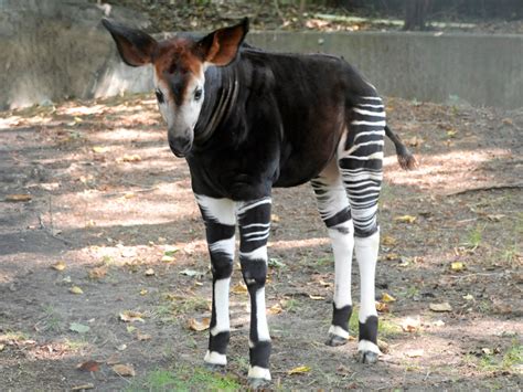 Birth Of Bronx Zoos Mbura Overcomes Okapi Odds The New