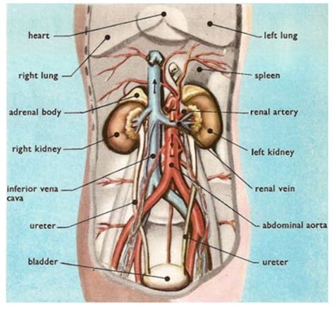 Kidney Pain And Location Stones And Vs Back Pain