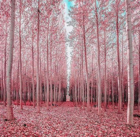 X Px P Free Download Japanese Pink Forest Cheery Blossom Cherry Blossom Tree