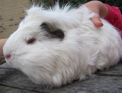 All Things Guinea Pig Breeds And Varieties