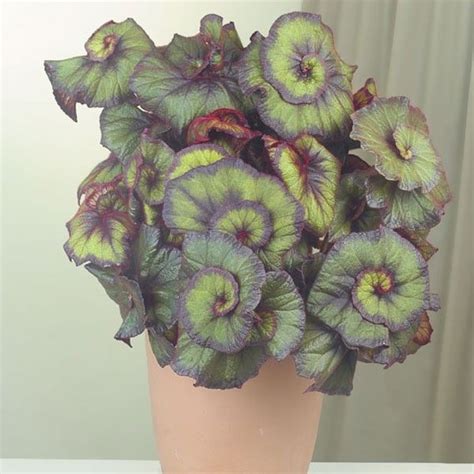 Begonia ‘curly Fireflush Begonia Rex Hybrid Rex