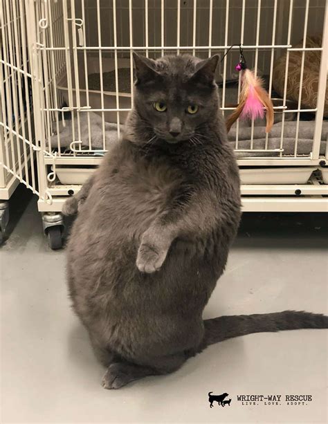 Very Fat Cat Who Likes To Stand On Back Feet Like A Person Goes Viral