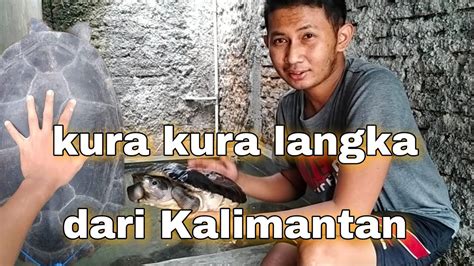 Kura Kura Monster Asal Kalimantan Byuku Turtle Youtube