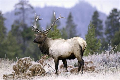 Get A Bull Elk Hunting Permit Etv News