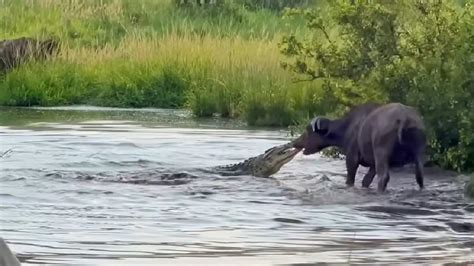 Watch Video Crocodile Fights Buffalo Who Emerged Victorious