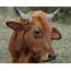 Livestock Cattle 4 – Hopewell Farm