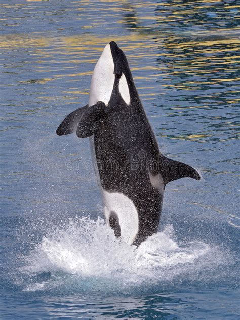 Killer Whale Jumping Out Of Water Stock Image Image Of