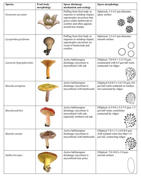 The Fungi Used In This Study Along With Their Spores Traits Stuffed