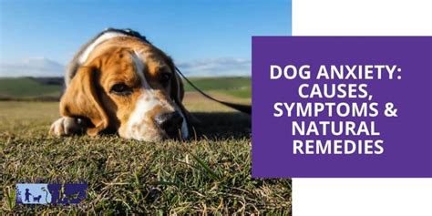 Dog Anxiety Causes Symptoms And Natural Remedies Richmond Valley
