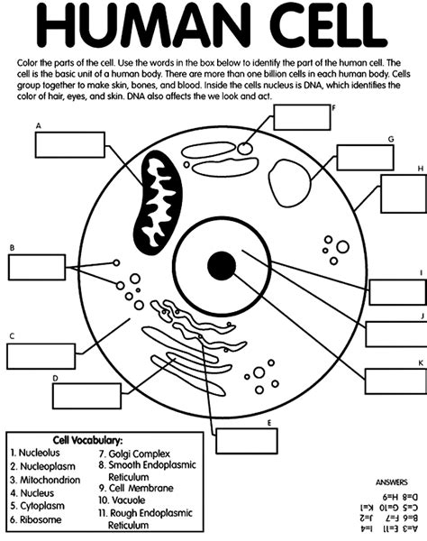 Human Cell Coloring And Labeling Page From