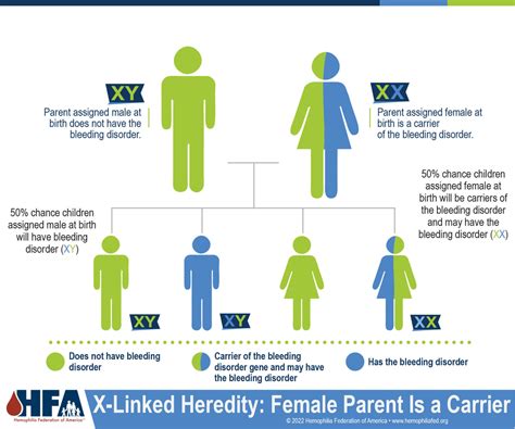 Inheritance Patterns Hemophilia Federation Of America