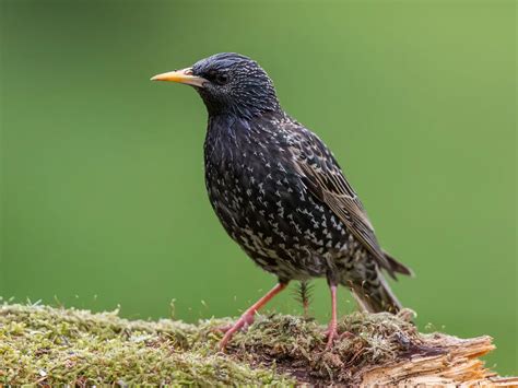 Starling Bird Facts Sturnus Vulgaris Bird Fact