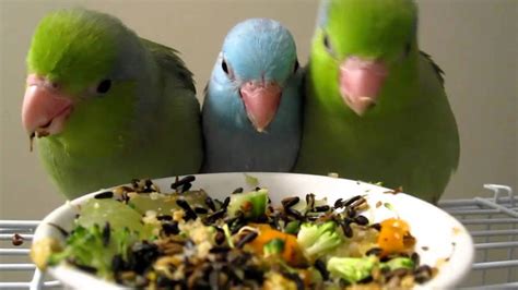 1, 45, 48, 49, 50 list stats. 10 Best Parrot Food Reviews and Buying Guide 2020 ...