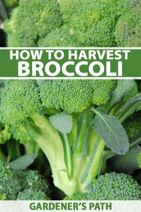 When And How To Harvest Broccoli 042023