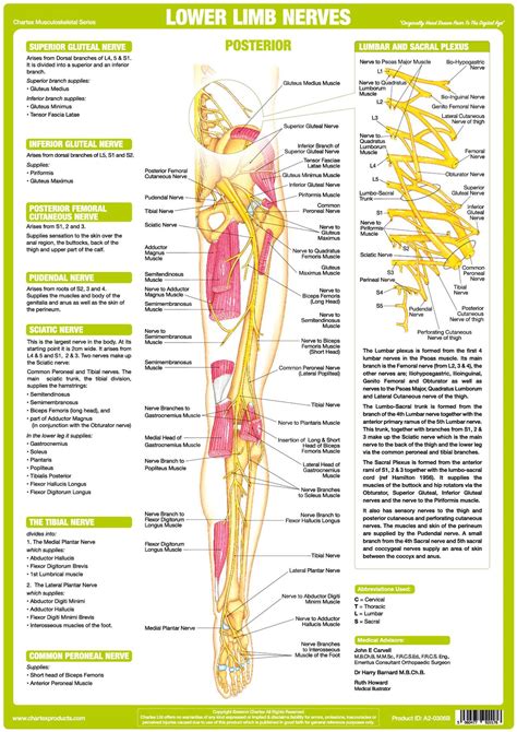 Nervous System Anatomy Posters Set Of 6 Etsy Nervous System Anatomy