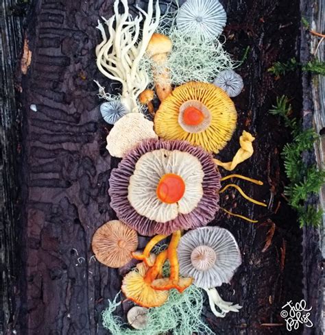 The Magical Beauty Of Mushrooms Captured By Jill Bliss In 42 Colorful Photos In 2020 Fungi Art