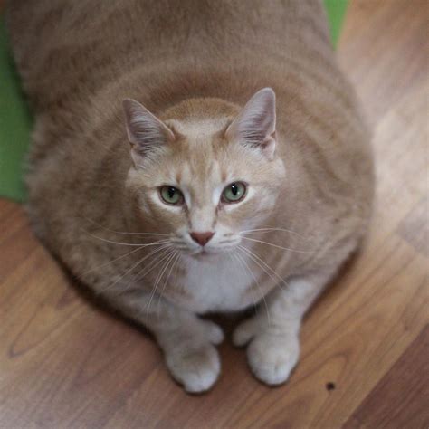 Follow This Chubby Cats Journey On Instagram Our Funny Little Site