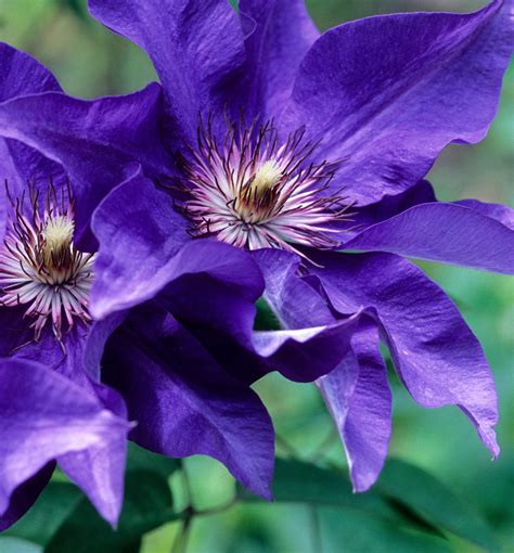 Clematis vines prefer locations where they can get about six hours of sun. The President Clematis | Natorp's Online Plant Store