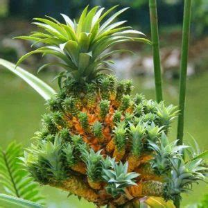 Tanaman dengan nama latin ananas comous sangat mudah ditemui di indonesia, buah nanas sendiri memiliki rasa yang sedikit asam dan mengandung banyak air. Tanaman Buah Nanas Medusa | SamudraBibit.com