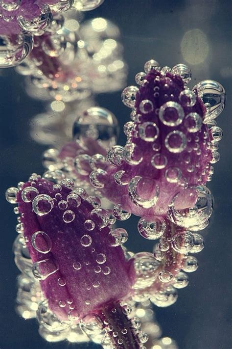 Preserved flowers provide graceful reminders of summer blooms. Flowers immersed in water - beautiful macro photography ...