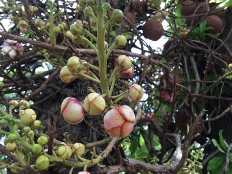 Sala Tree Cannonball Tree Stock Image Image Of Tree Sala 73857101