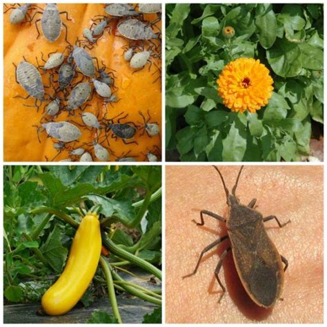 Our horticulturist, jessica walliser, takes you into her squash patch and teaches you how to id squash bug eggs and then shows you a clever way to deal. 10 Easy and Proven Ways to Control Squash Bugs for Pest ...