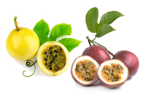 A plant, passiflora, that produces an edible fruit. Know How to Eat a Passion Fruit and Use it Creatively in ...