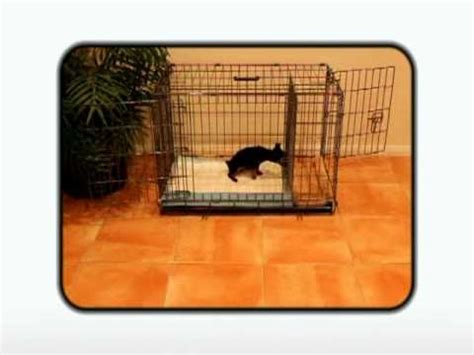 They provide an absorbent, protective shield. Puppy Apartment - Potty Training a Puppy in an Apartment ...