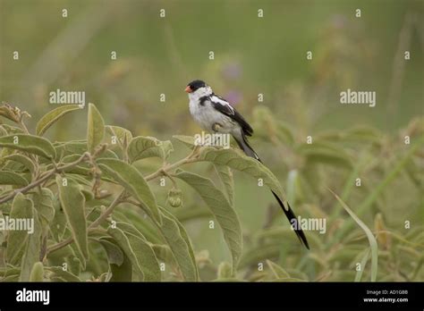 Pin Tailed Whydah Vidua Macroura Male Tanzania Africa Stock Photo Alamy