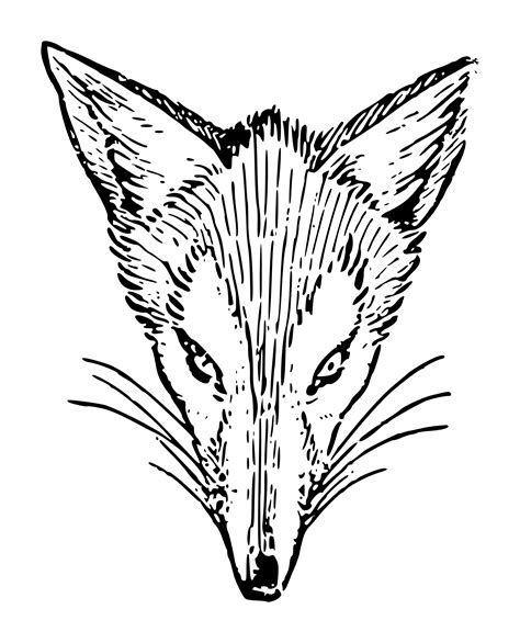 Fox Outline Drawing At Getdrawings Free Download