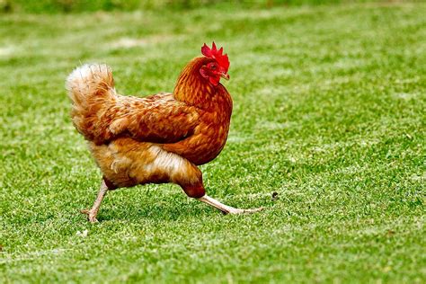 Mystery Of Why The Chicken Crossed Road Solved By Illinois Cops