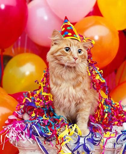 Guest Post Practical T Ideas For A Cats Birthday Party Katzenworld