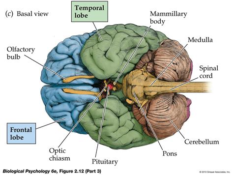 Inferior Brain Diagram