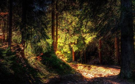 Medieval Forest Wallpapers Top Free Medieval Forest Backgrounds