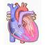 Diagram Of The Human Heart No Textsvg  Wikimedia Commons
