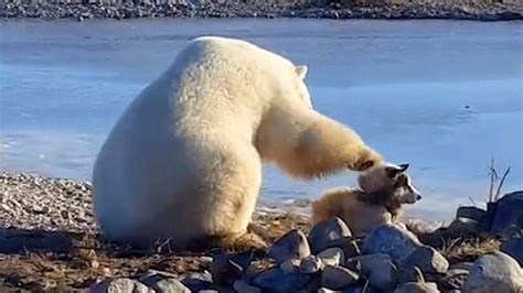 Polar Bear Pets A Dog In Rare Encounter Caught On Video But The Story