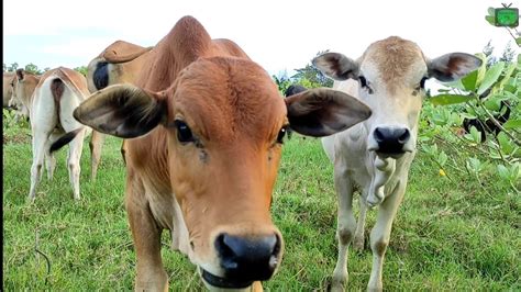 Anak Sapi Lembu Lucu Dan Jinak Makan Rumput Di Ladang Cara