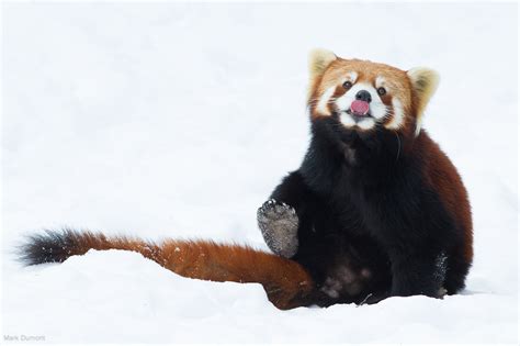 Red Pandas Love Snow Flickr Photo Sharing