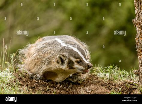 American Badger Digging Hi Res Stock Photography And Images Alamy