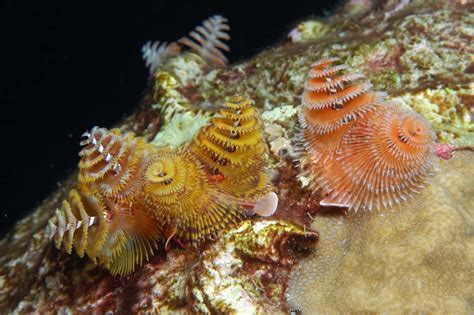 14 Fun Facts About Marine Bristle Worms Science Smithsonian