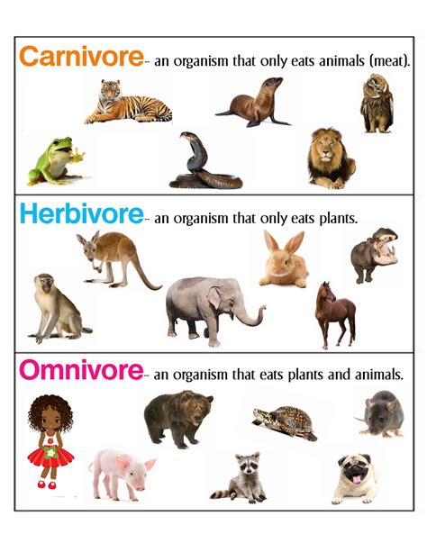 Carnivores Activities Carnivores Herbivores Omnivores Herbivore And