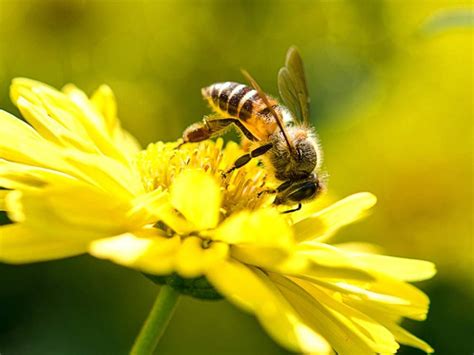 5 Bee Myths You Need To Stop Believing Readers Digest