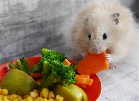 What Do Hamsters Eat A Complete Guide Hamster Hamster Eating