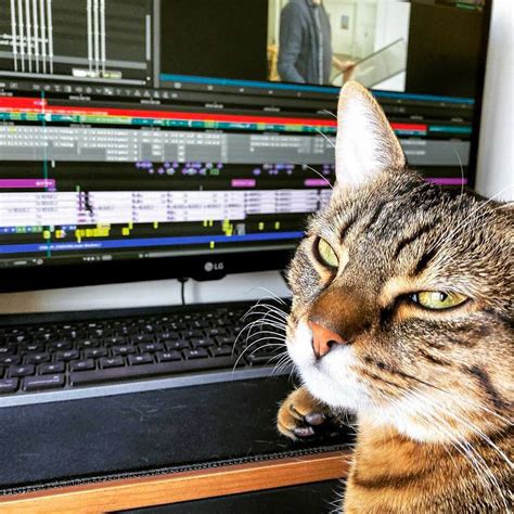 😾 More Editorial Notes Cat Videoediting Postproduction