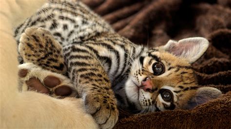 Ocelot Kitten Gif