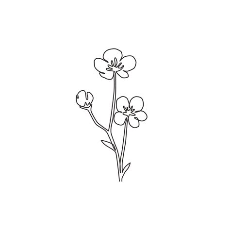Single One Line Drawing Of Beauty Fresh Ranunculus For Garden Logo