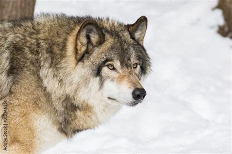 Wolf Portrait Northwestern Wolf Canis Lupus Occidentalis Also Known